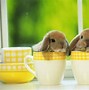 Image result for Easy How to Paint Spring Picture with Bunny and Flowers