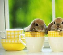 Image result for Tea Cup Bunny