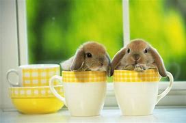Image result for Bunny and Tea Clip Art
