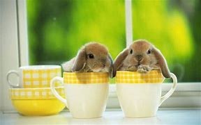 Image result for Bunny in a Tea Cup Drawn