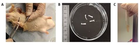 Rat Plantar Fascia Stem/Progenitor Cells Showed Lower Expression of ...