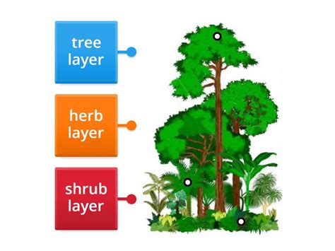 Forest Structure 的图像结果