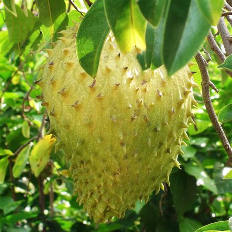 M-Tech Gardens Soursop (" Giant " Annona muricata, Seedling) Exotic 1 ...