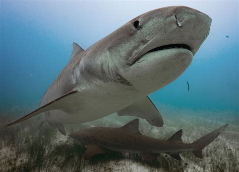 Ecological roles and importance of sharks in the Anthropocene Ocean — Pelagios Kakunja