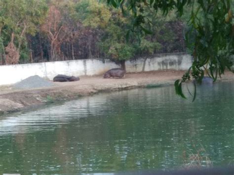 Kanan Pendari Zoo Park (Bilaspur) - What to Know Before You Go