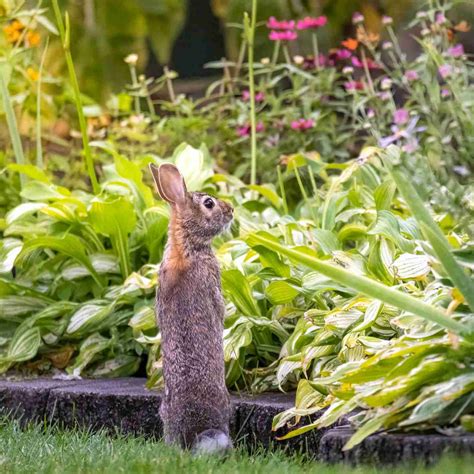 Can You Join the Silver Marten Rabbit Club? - BackyardBunnyNews