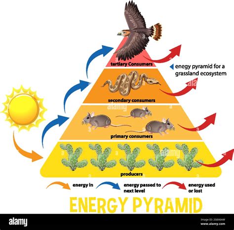 Pyramid Science 的图像结果