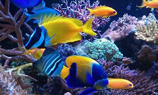 Image result for 咸水鱼 saltwater fishes