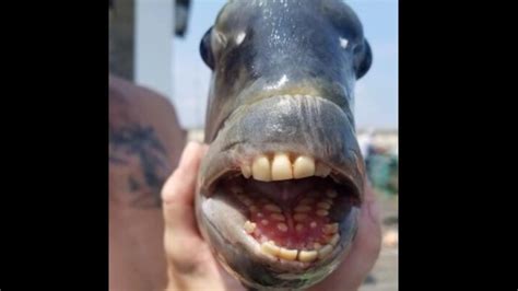 Fish with human-like teeth caught in the US. Pics go viral | Trending