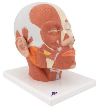 Muscle Head Model Computer Graphics Simulation 的图像结果