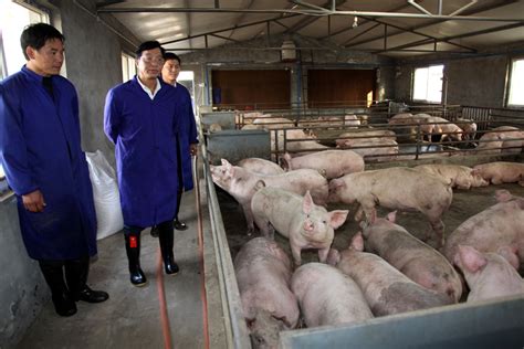 资深养猪人的5个忠告，准备新建、扩繁猪场的老板，值得一看 - 养猪场建设/养猪技术 - 中国养猪网-中国养猪行业门户网站