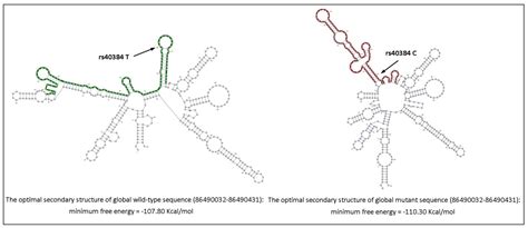 Association of the Genetic Variation in the Long Non-Coding RNA FENDRR ...