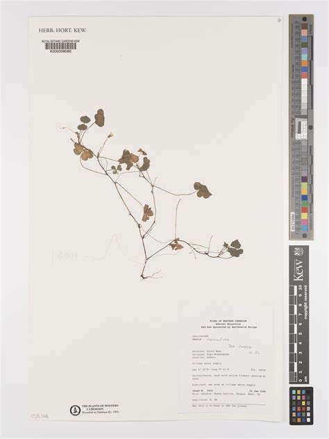 Oxalis corniculata L. | Plants of the World Online | Kew Science