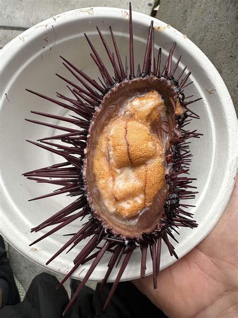 What Does Sea Urchin Taste Like Sea Urchin (Uni) Roe EURO USA