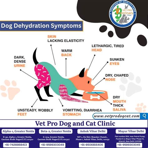 Is Your Dog Dehydrated? Know the Warning Signs!