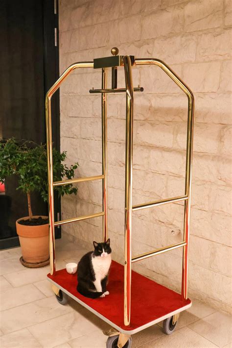 Are There Hotels That Allow Cats? 10 Best Cat-Friendly Hotels