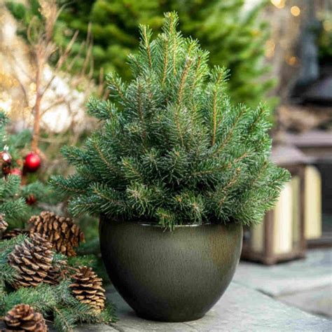 20 Dwarf Tree Container Ideas: Grow Big Beauty in Small Spaces
