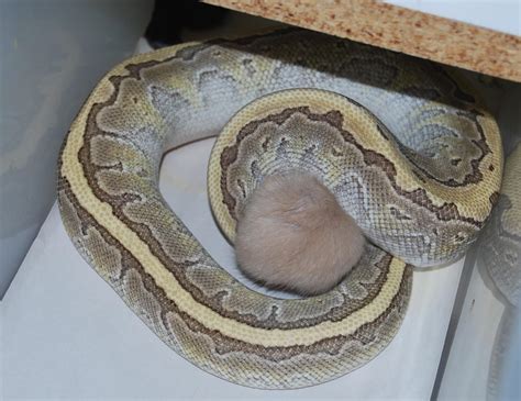 Ball Python Eating Fish 的图像结果