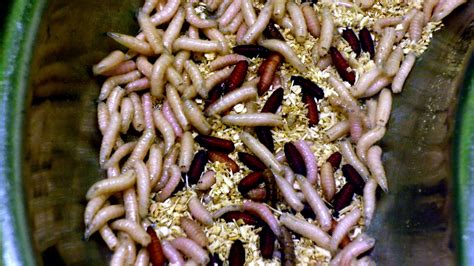 Crime-busting maggots: how insects can be the key to unlocking murder ...