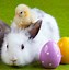 Image result for Rabbit Cute White Background