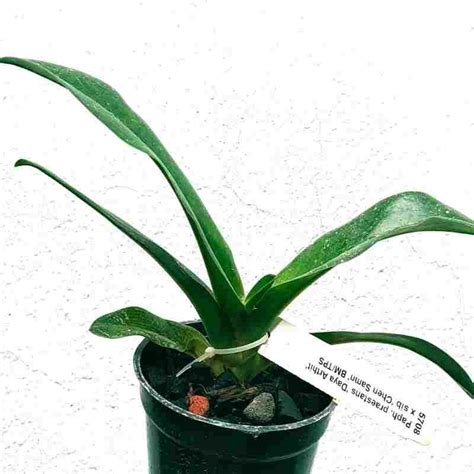 Paph. praestans 'Daya Arthit X Sib 'Chen Samn' - BM - TPS – EXOTICA ORCHIDS