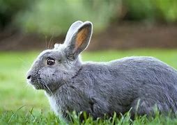 Image result for Bunny Grown White Cute