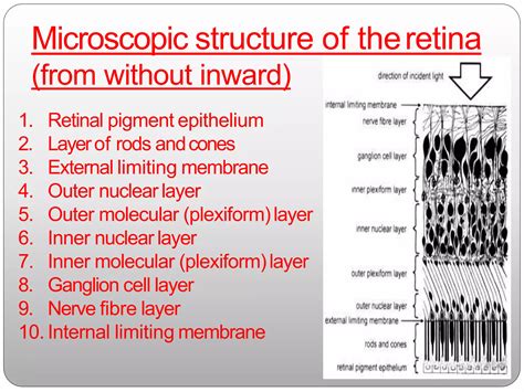 Anatomy of retina | PPTX
