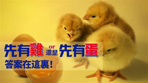 中国十大名鸡，分别来自哪里，长得怎么样？_土鸡