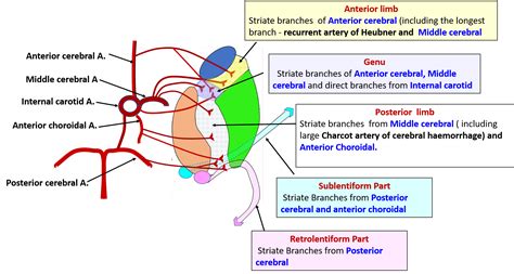 Internal Capsule – Anatomy QA