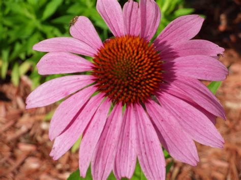 Best Flowering Plants For Wisconsin
