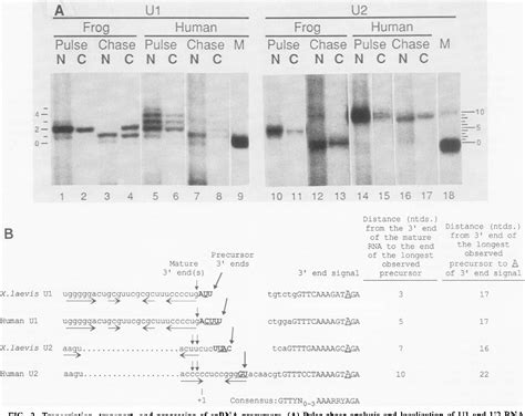 Figure 2 from Nucleocytoplasmic transport and processing of small ...