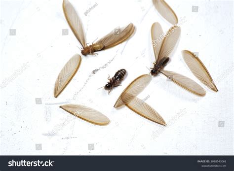 Winged Termites