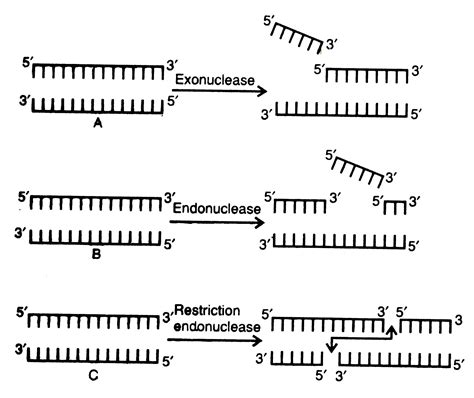 Exonuclease ChIP Exo Wikipedia