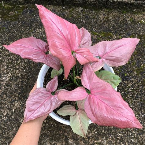 Syngonium Pink Perfection - The Best Pink Indoor Plant? - Article on Thursd