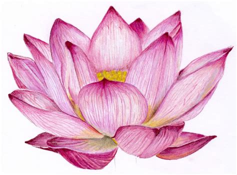 flowers drawing lotus