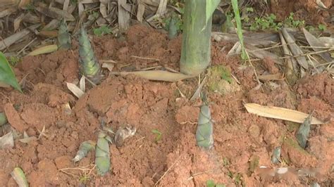挖竹笋的方法，用这三个寻笋挖笋技巧，保证一挖一个准