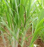 தவேப வேளாண் இணைய தளம் :: பயிர் பாதுகாப்பு