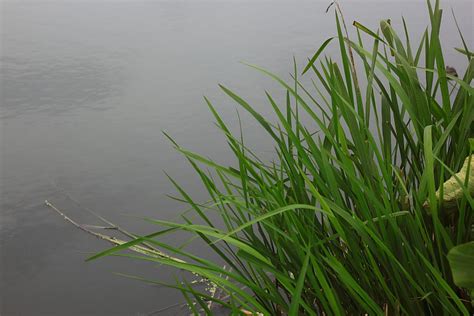 河里常见的水草有哪些 - 业百科