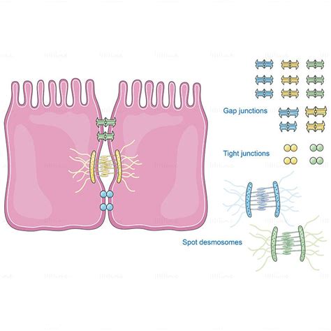 Cell junctions vector scientific illustration | Cell junction, Biology ...