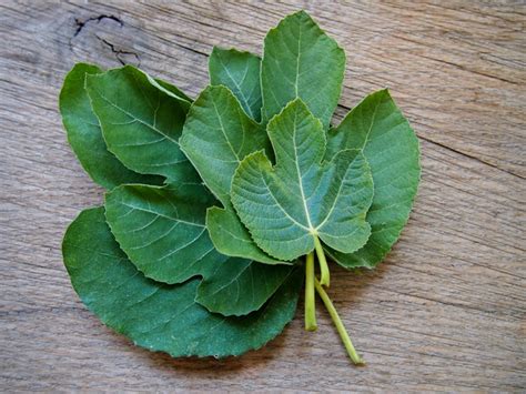 manfaat daun tin