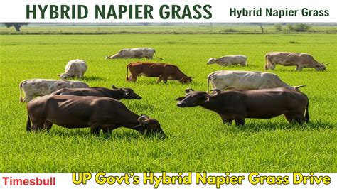 Green Gold’ Cultivation in UP: Farmers to Earn Big from Napier Grass ...
