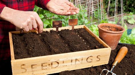 3 Plant Indoor Vegetables from Seeds Method| Indoor Gardening