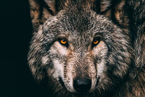 Download wallpaper nature, predator, animal, wolf, wildlife, portrait ...