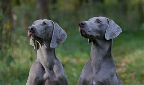 What Dog Breeds Have Gray Eyes at Palmer Ellerbee blog