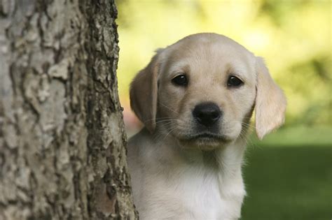 Budweiser Dog Commercial 的图像结果
