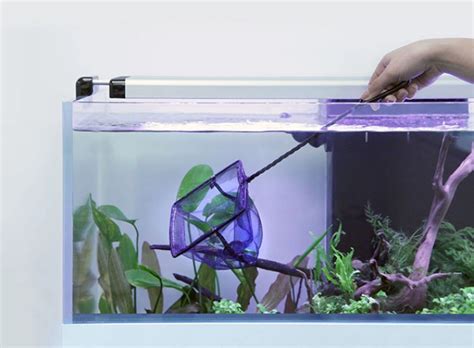 Image result for Netting Fast Fish Between Tanks