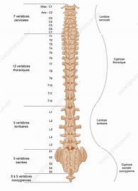 spinal column 的图像结果