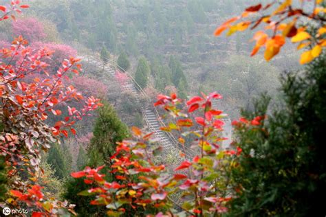 赞美红枫叶的现代诗,红枫的诗句现代诗,枫叶现代100首_大山谷图库