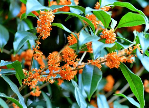Flowering Shrubs With Orange Blooms