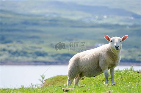 一只羊高清图片下载-正版图片500565699-摄图网